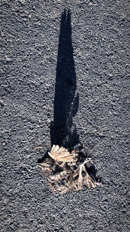 Title: Pathfinder ,France,2023 1/30
