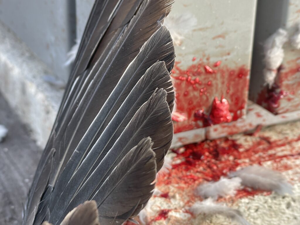 Title: Feathered Farewell, France,2024 1/30